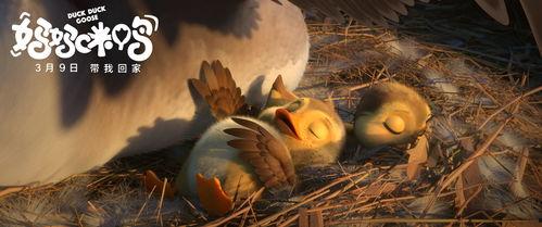 扒叔大爆料小黄鸭视频,小黄鸭视频幕后真相揭秘